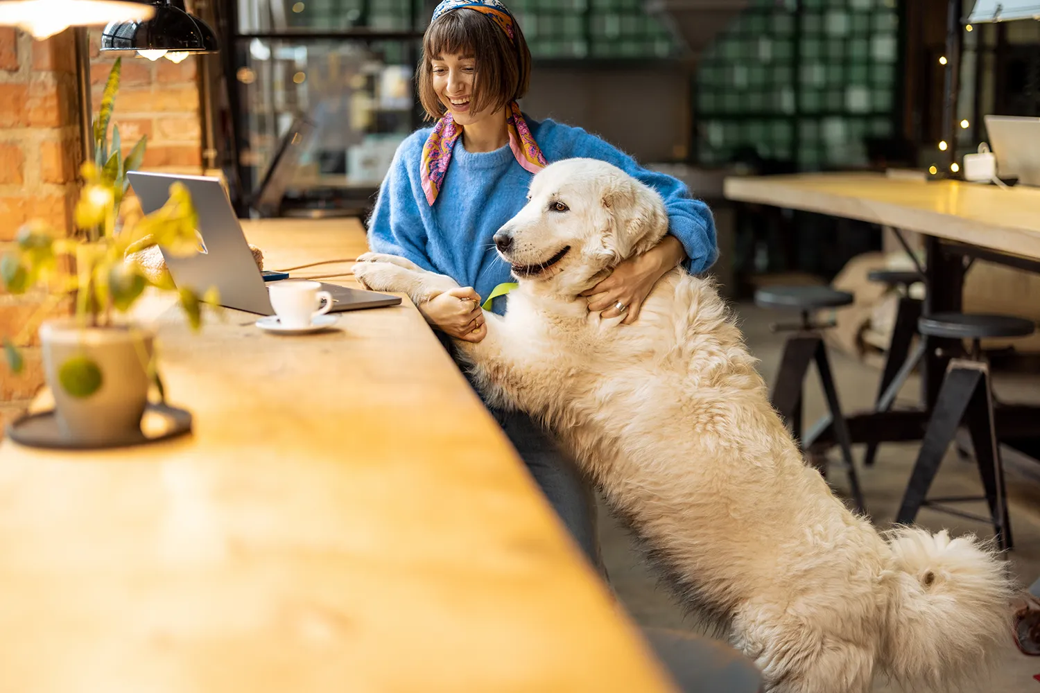 Labrador dog with its front paws on a table, next to a woman.